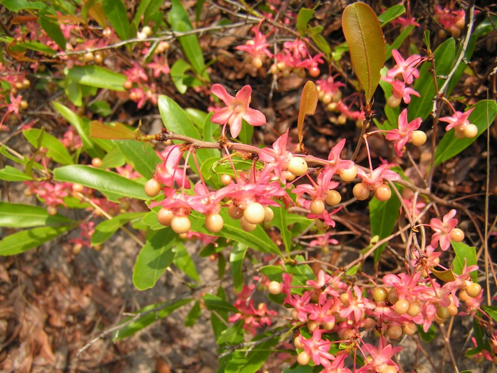 Ochna arenaria Ochna arenaria