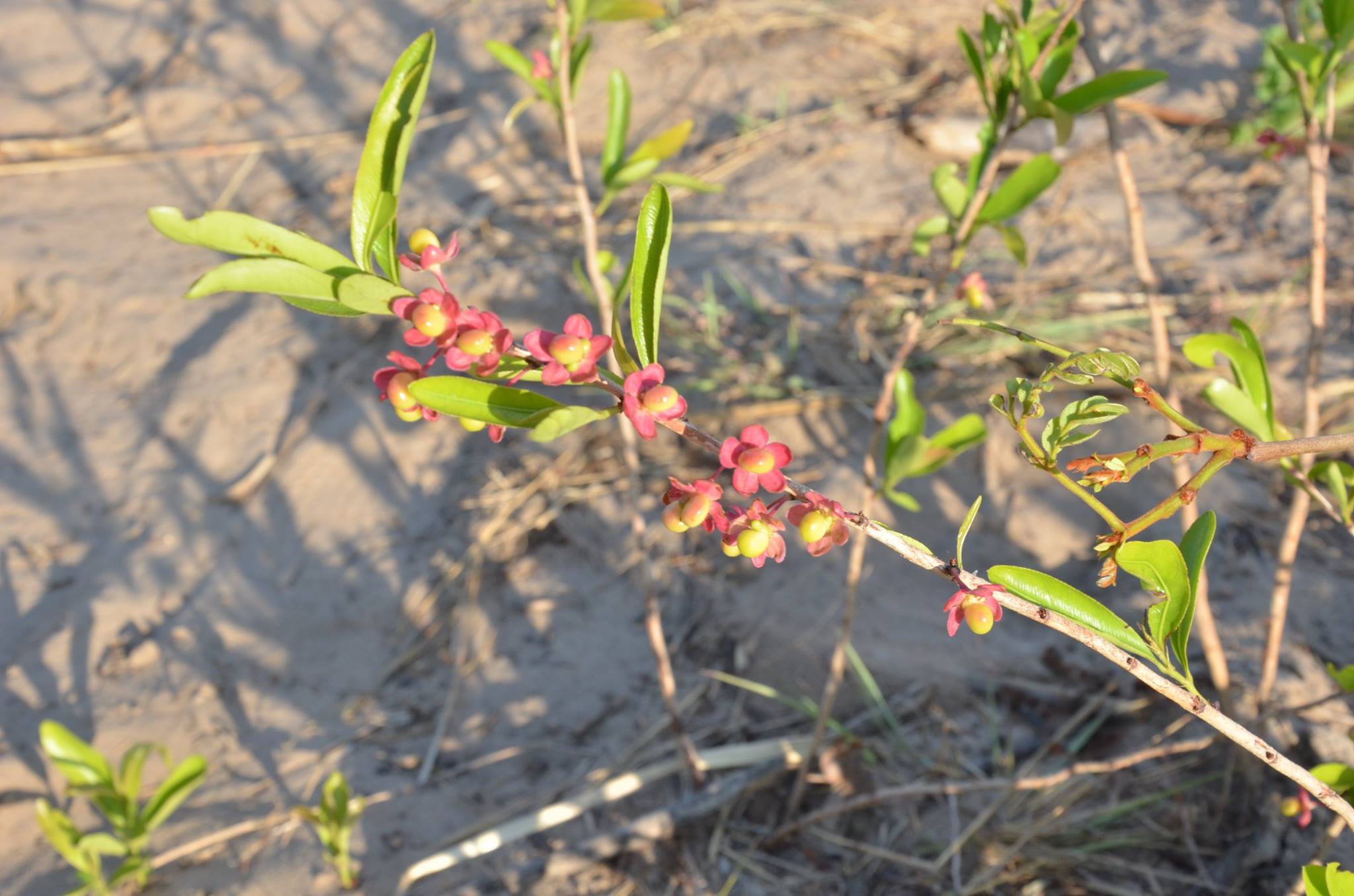 Ochna arenaria Ochna arenaria