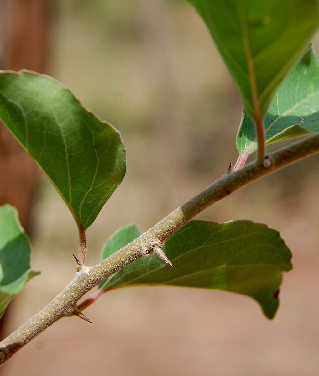 Flacourtia indica Flacourtia indica