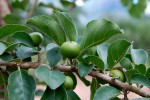Flacourtia indica