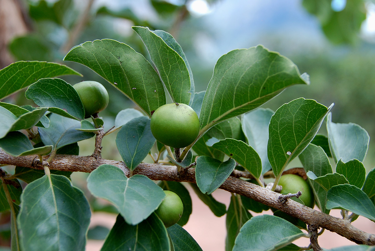 Flacourtia indica Flacourtia indica