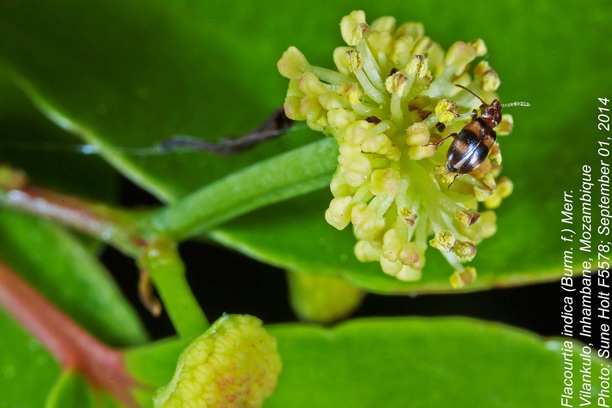 Flacourtia indica Flacourtia indica