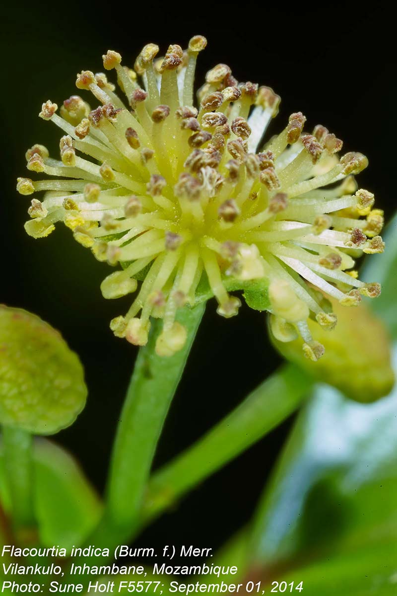 Flacourtia indica Flacourtia indica