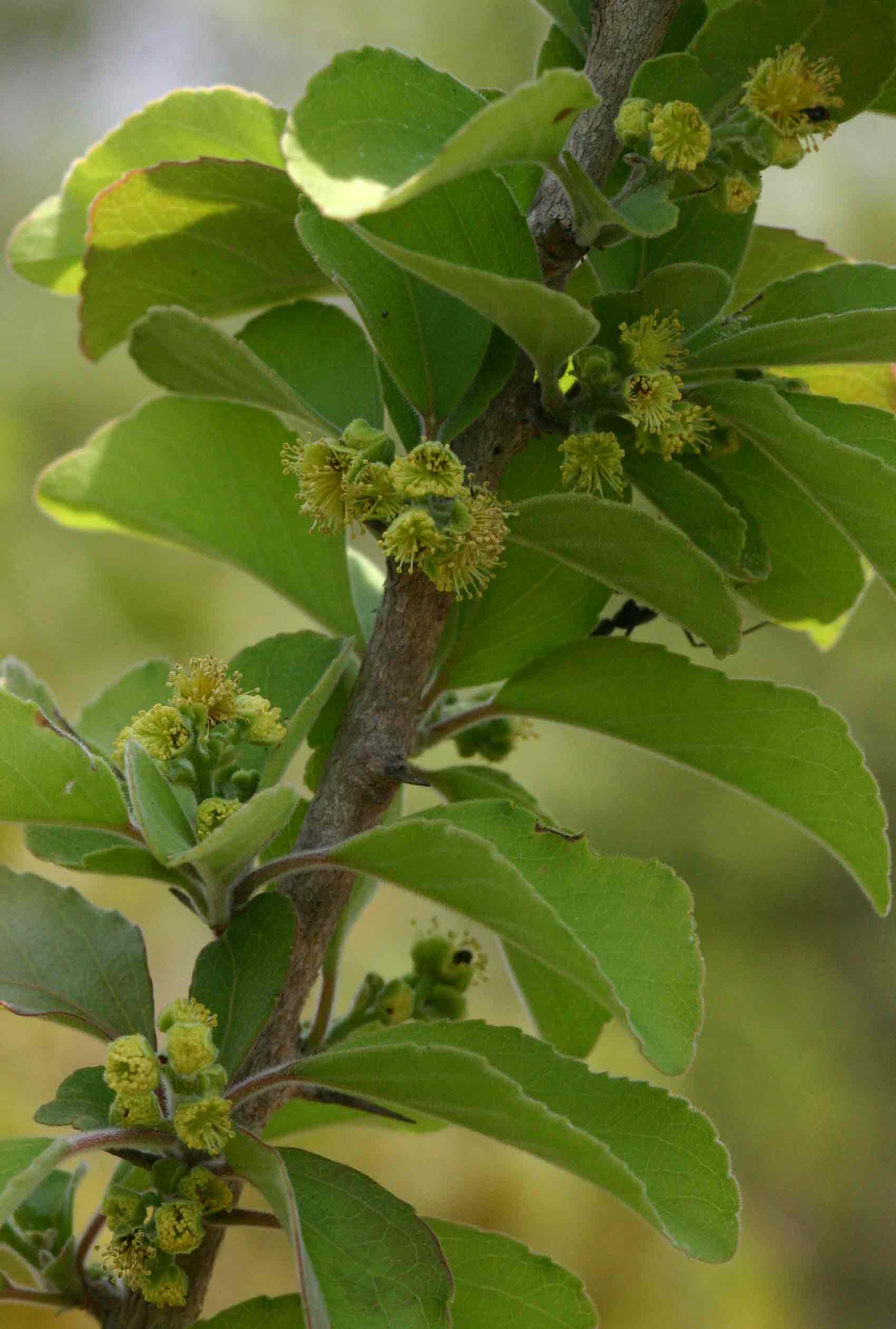 Flacourtia indica Flacourtia indica