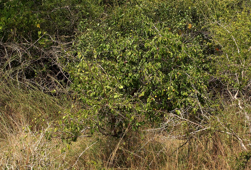 Flacourtia indica Flacourtia indica