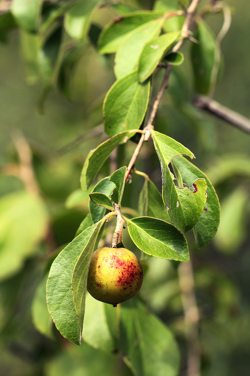 Flacourtia indica Flacourtia indica