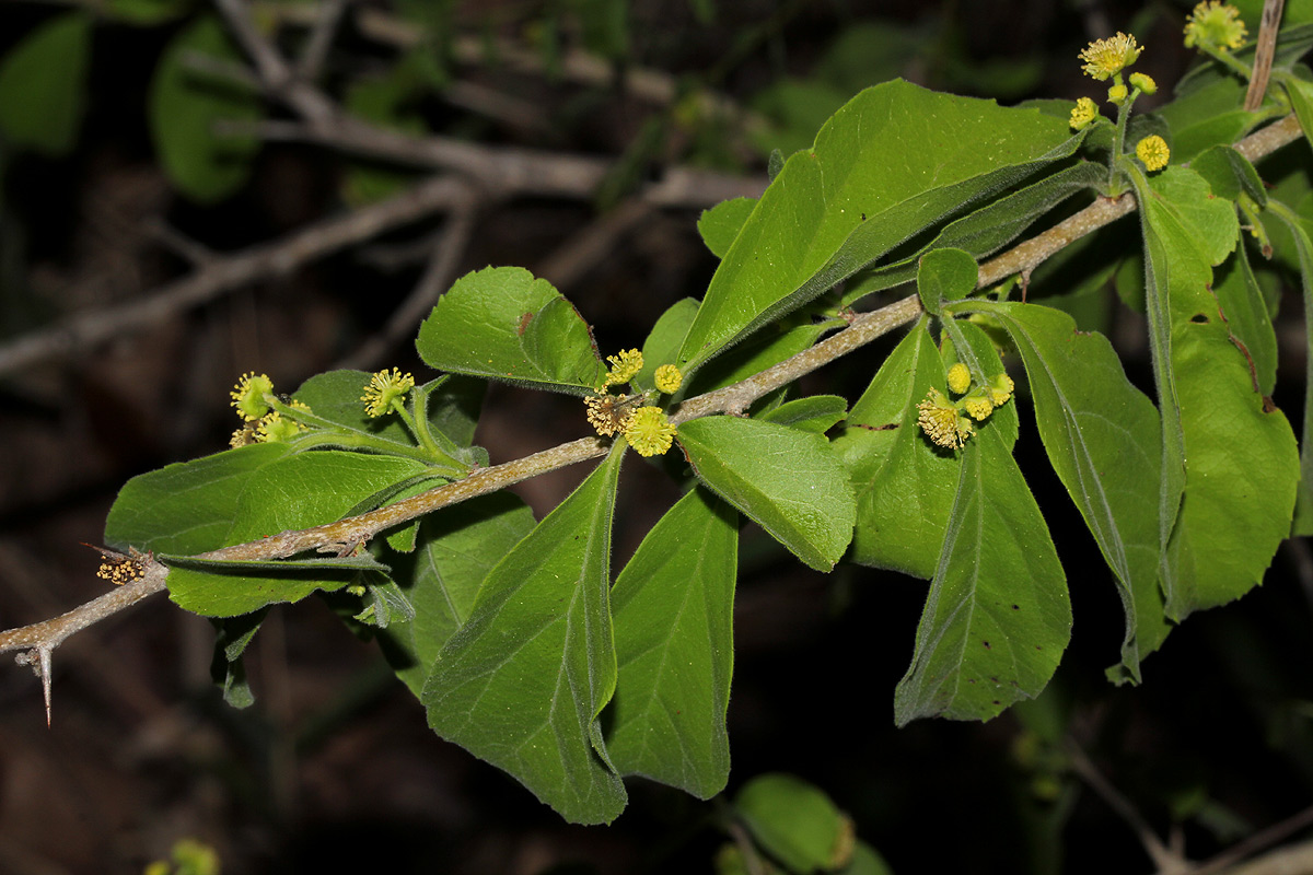 Flacourtia indica Flacourtia indica