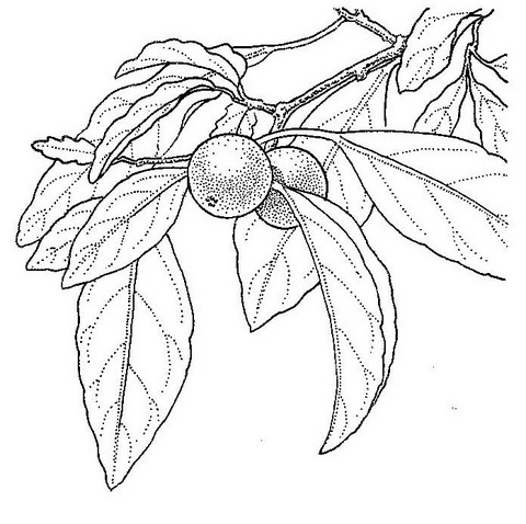 Flacourtia indica Flacourtia indica