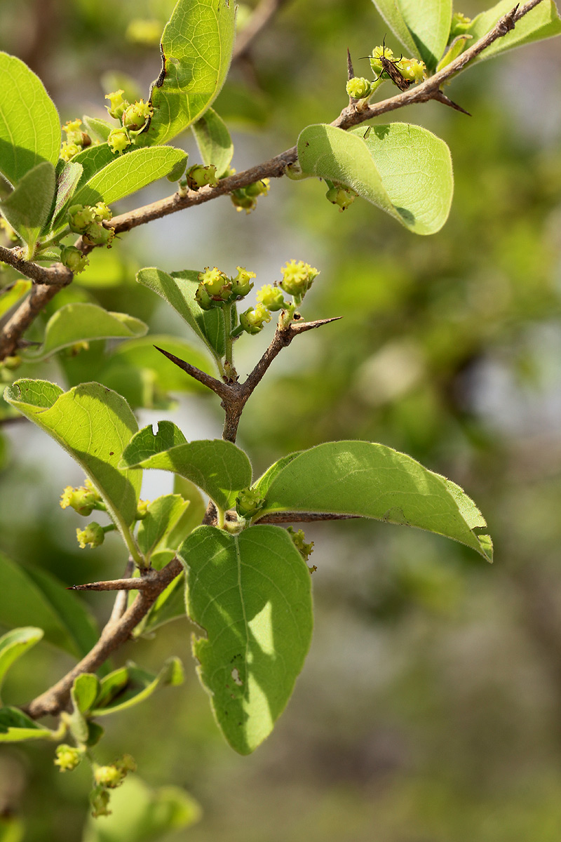 Flacourtia indica Flacourtia indica