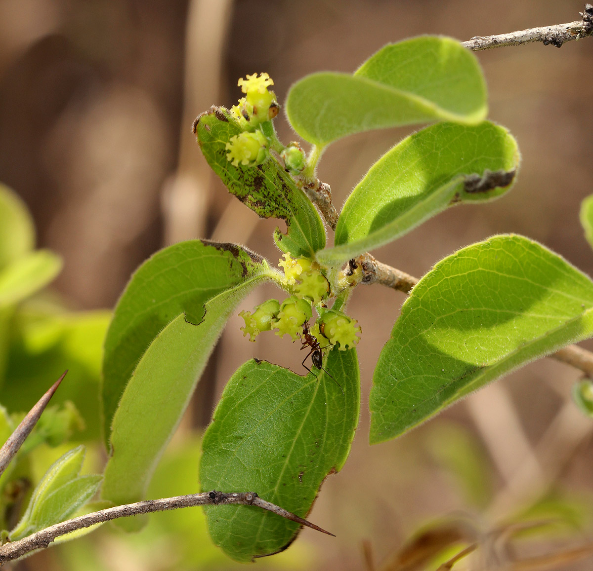 Flacourtia indica Flacourtia indica
