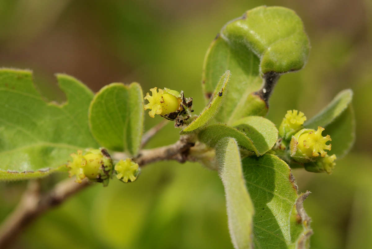 Flacourtia indica Flacourtia indica