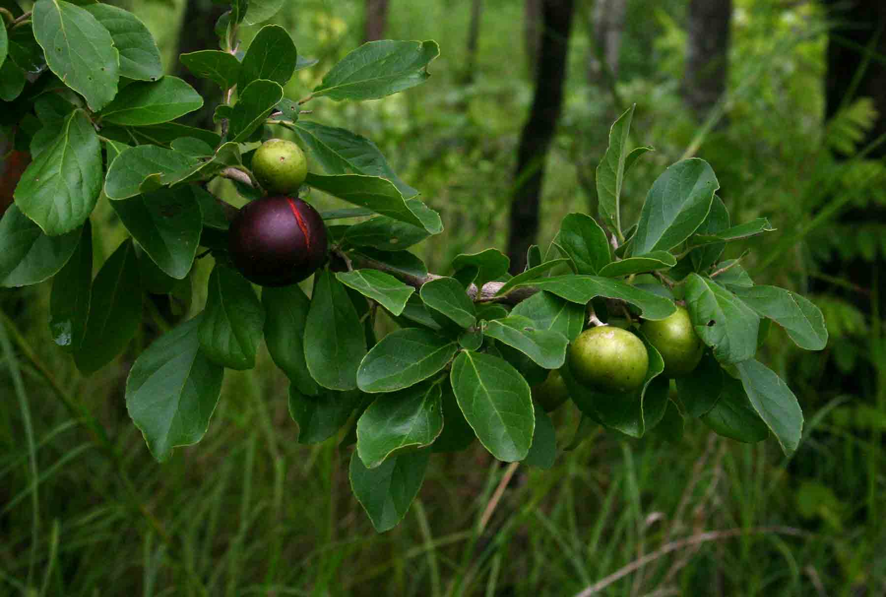 Flacourtia indica Flacourtia indica