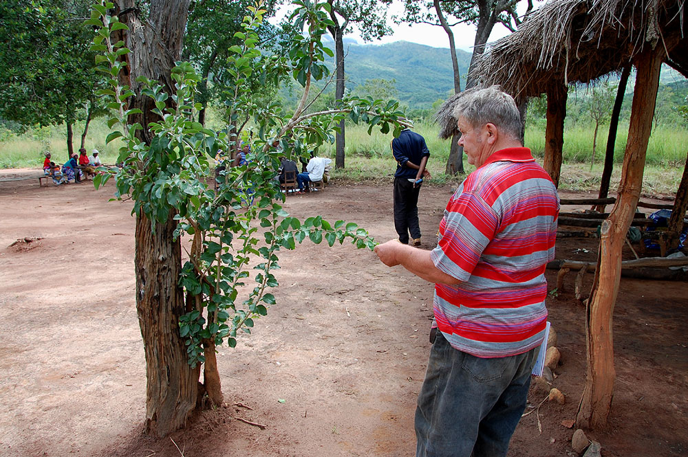 Flacourtia indica Flacourtia indica