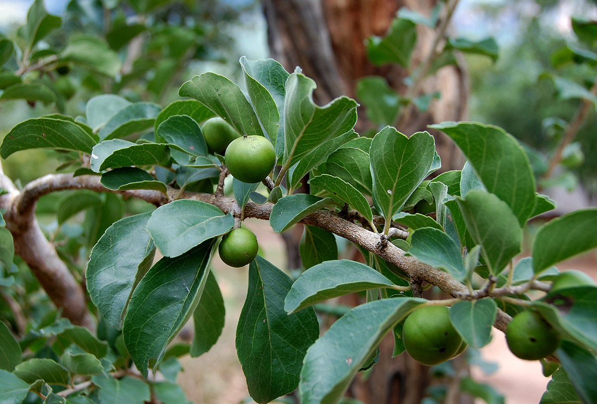 Flacourtia indica Flacourtia indica
