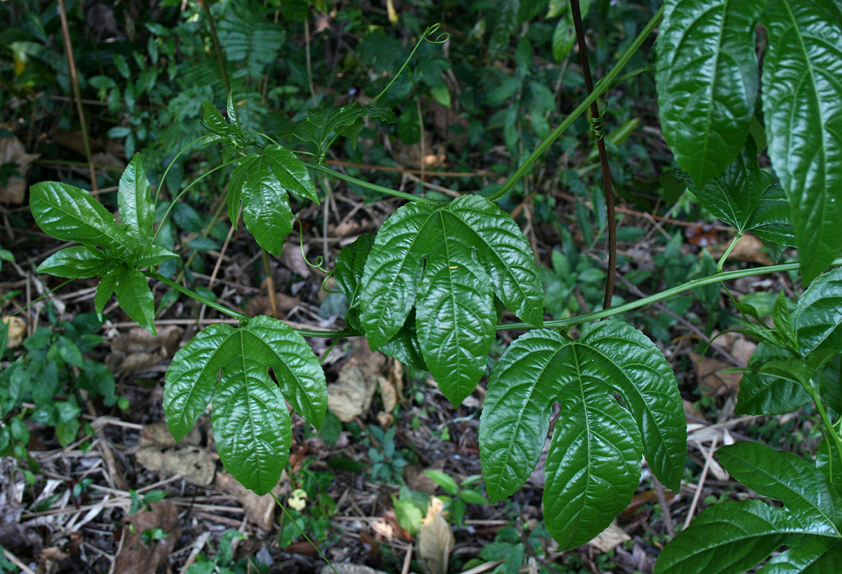 Passiflora edulis Passiflora edulis