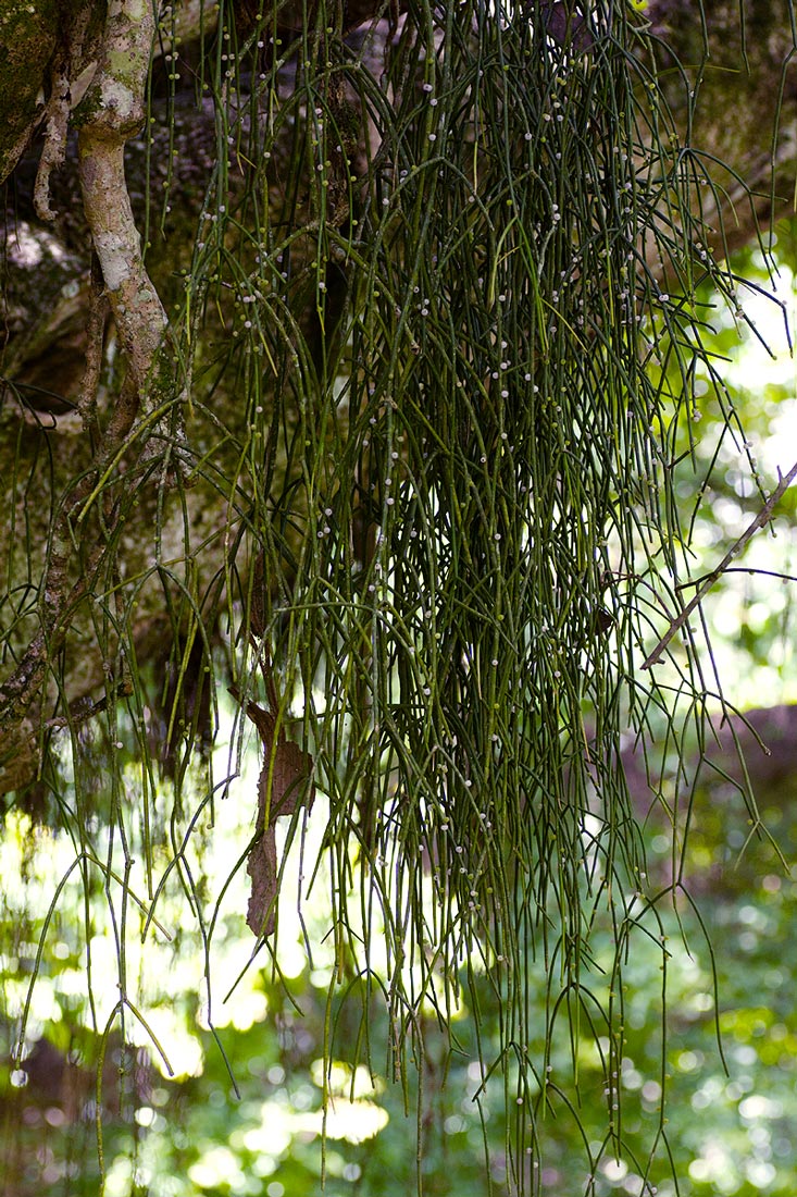 Rhipsalis baccifera Rhipsalis baccifera
