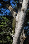 Rhipsalis baccifera