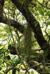 Rhipsalis baccifera