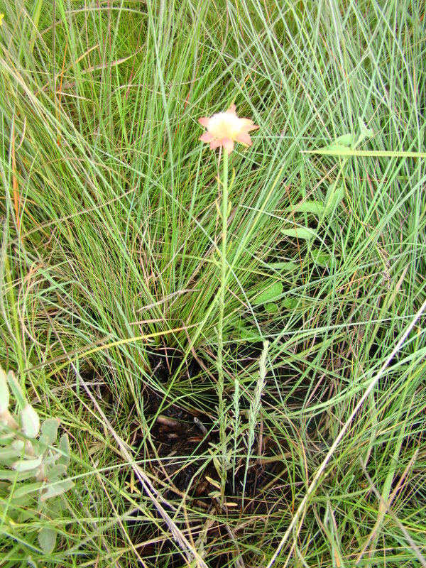 Gnidia chrysantha Gnidia chrysantha