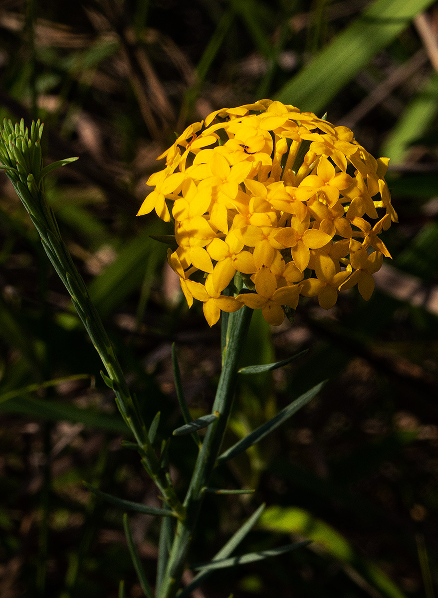 Gnidia chrysantha Gnidia chrysantha