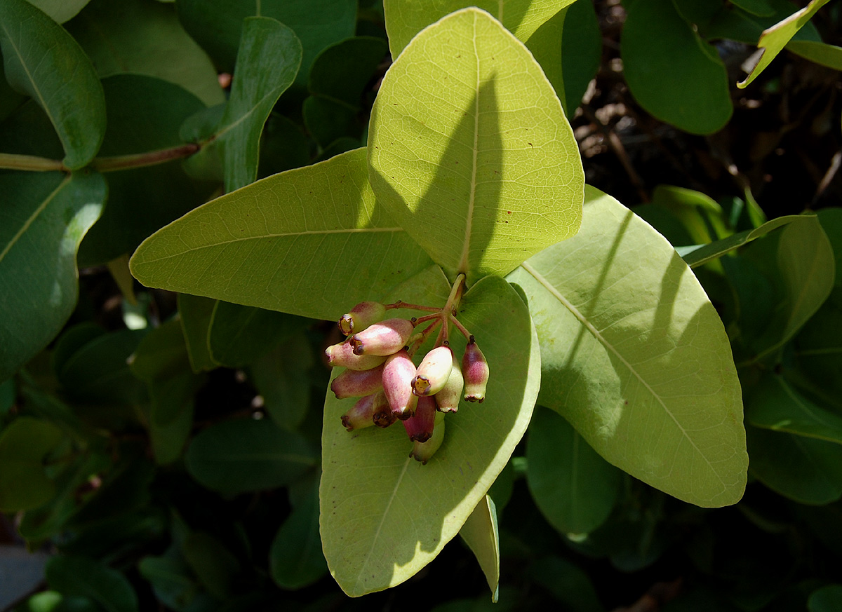 Syzygium cordatum subsp. cordatum Syzygium cordatum subsp. cordatum