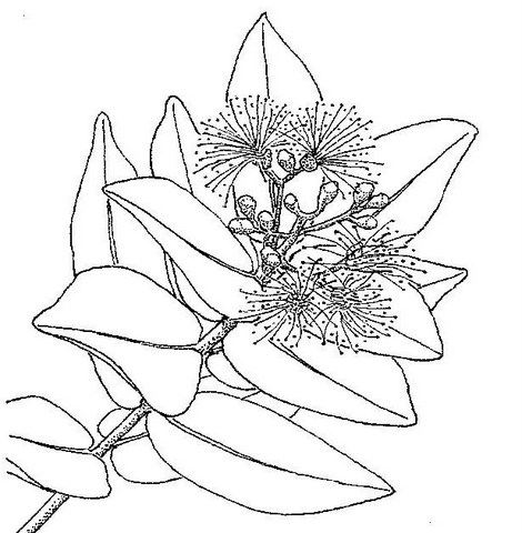 Syzygium cordatum subsp. cordatum Syzygium cordatum subsp. cordatum