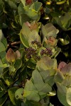 Syzygium cordatum subsp. cordatum