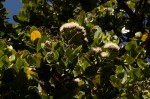 Syzygium cordatum subsp. cordatum