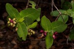 Syzygium cordatum subsp. cordatum