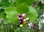 Syzygium cordatum subsp. cordatum