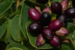 Syzygium cordatum subsp. cordatum