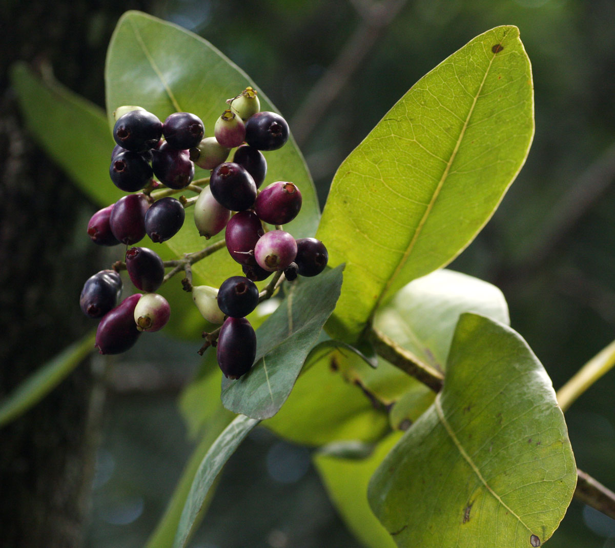 Syzygium cordatum subsp. cordatum Syzygium cordatum subsp. cordatum