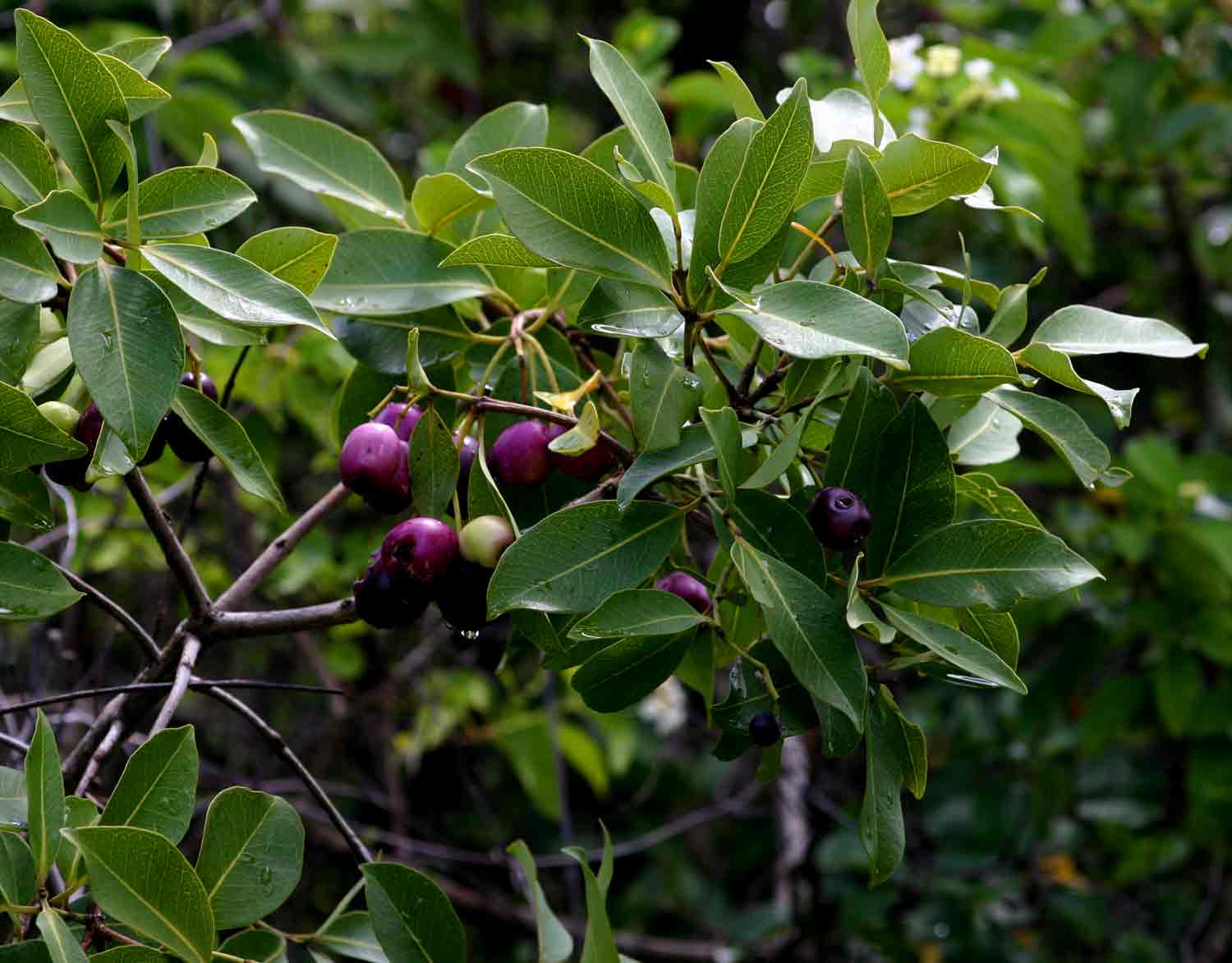 Syzygium guineense subsp. guineense Syzygium guineense subsp. guineense