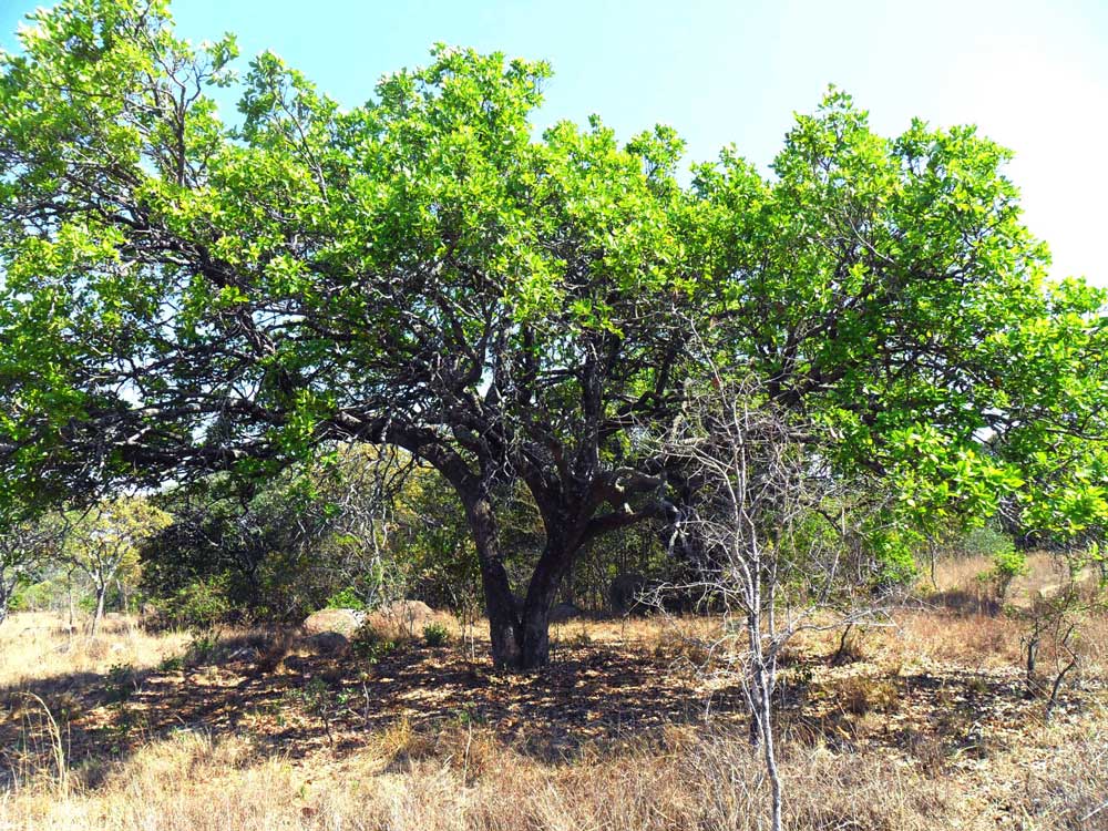 Syzygium guineense subsp. guineense Syzygium guineense subsp. guineense