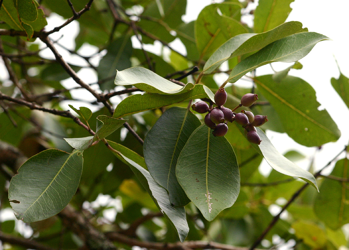 Syzygium guineense subsp. guineense Syzygium guineense subsp. guineense