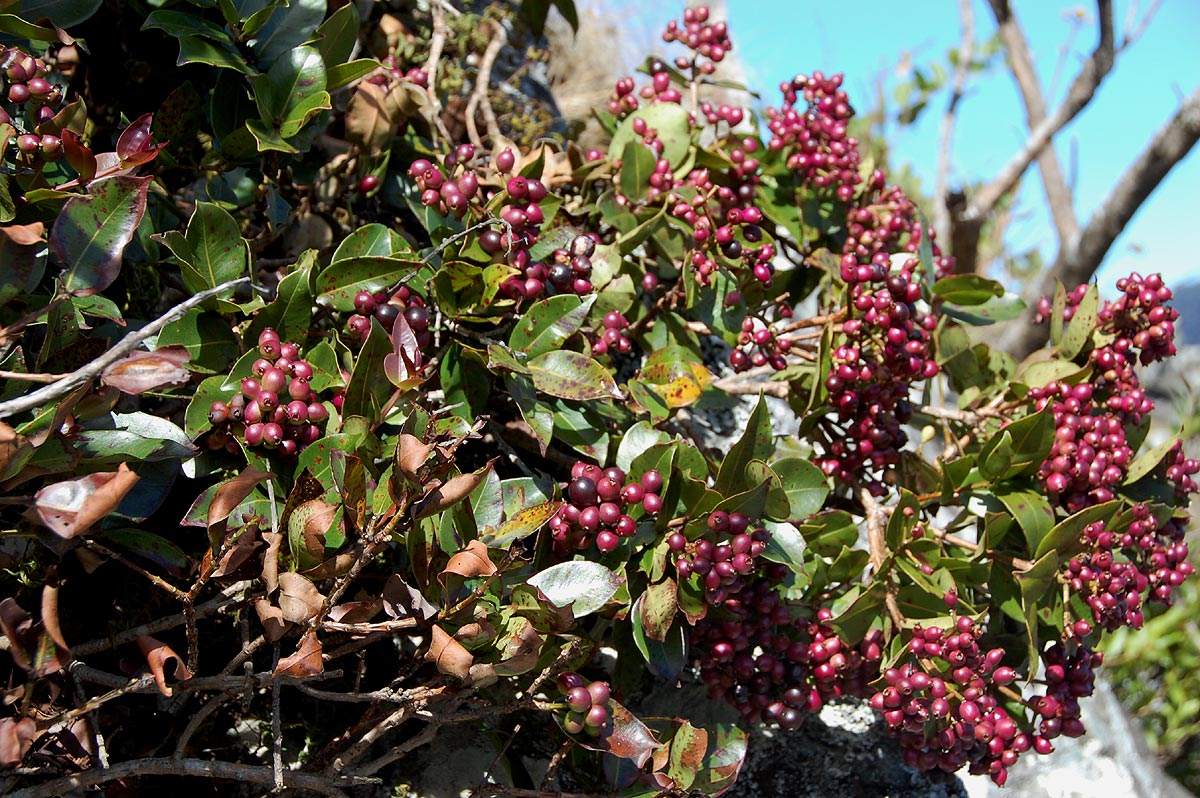 Syzygium guineense subsp. guineense Syzygium guineense subsp. guineense