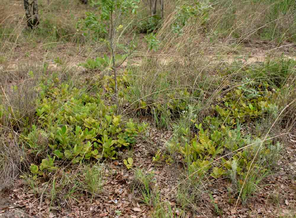 Syzygium guineense subsp. huillense Syzygium guineense subsp. huillense