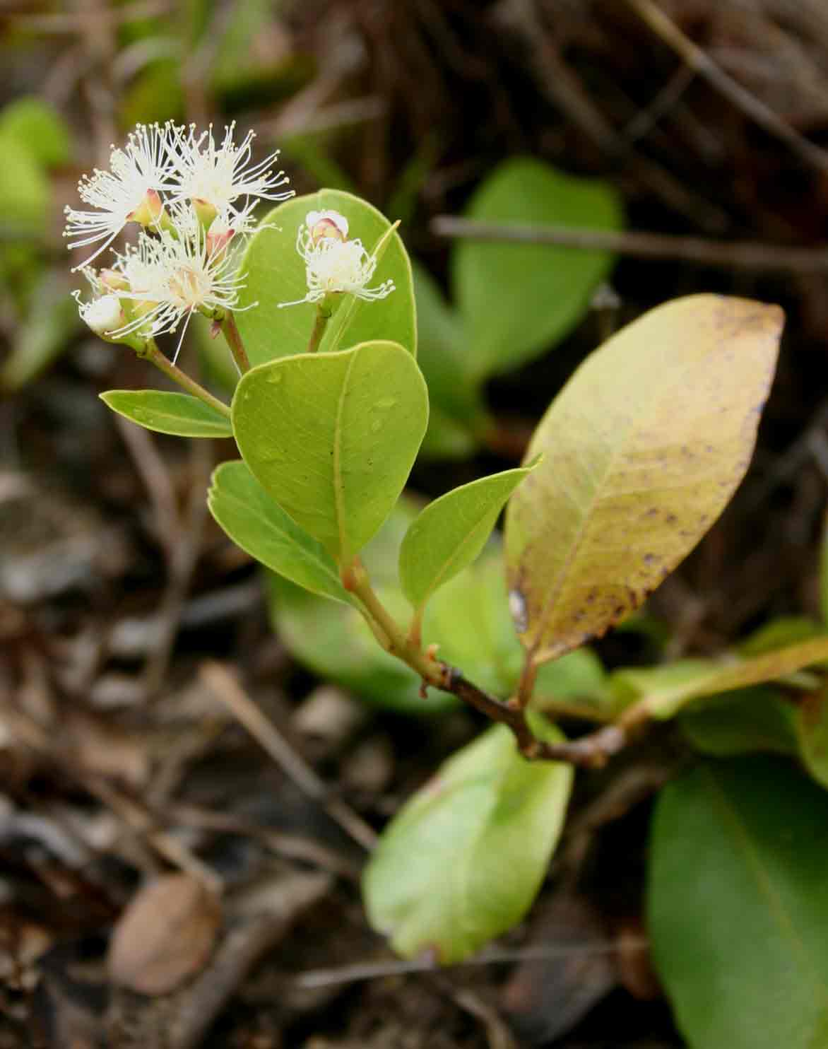 Syzygium guineense subsp. huillense Syzygium guineense subsp. huillense