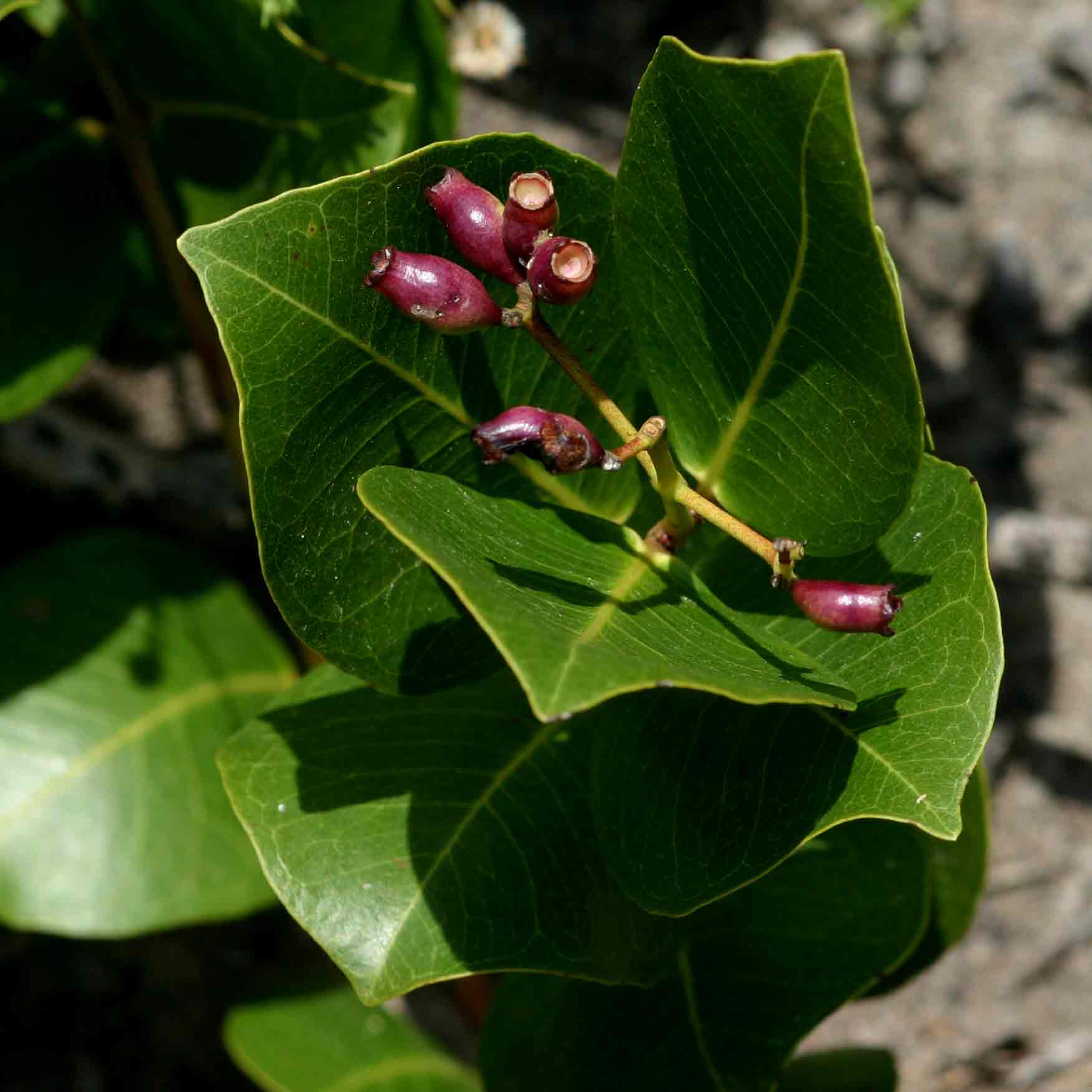 Syzygium guineense subsp. huillense Syzygium guineense subsp. huillense