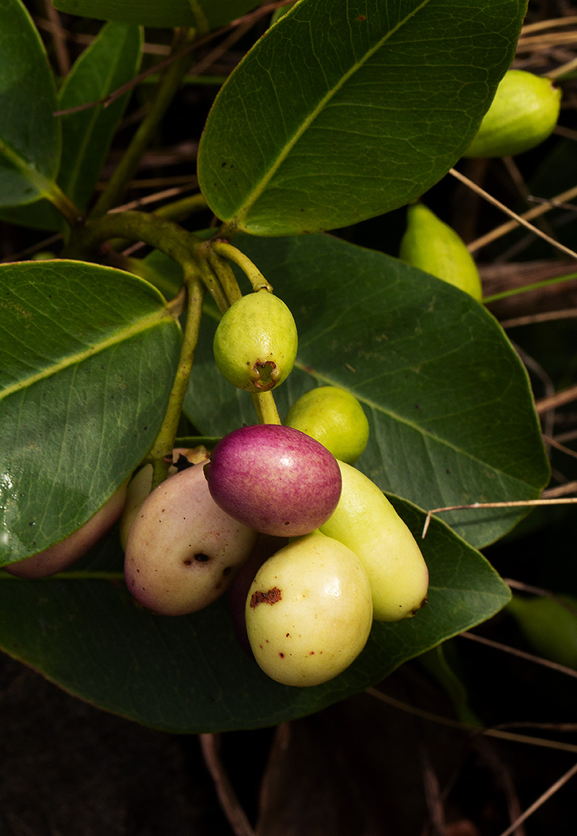 Syzygium guineense subsp. huillense Syzygium guineense subsp. huillense