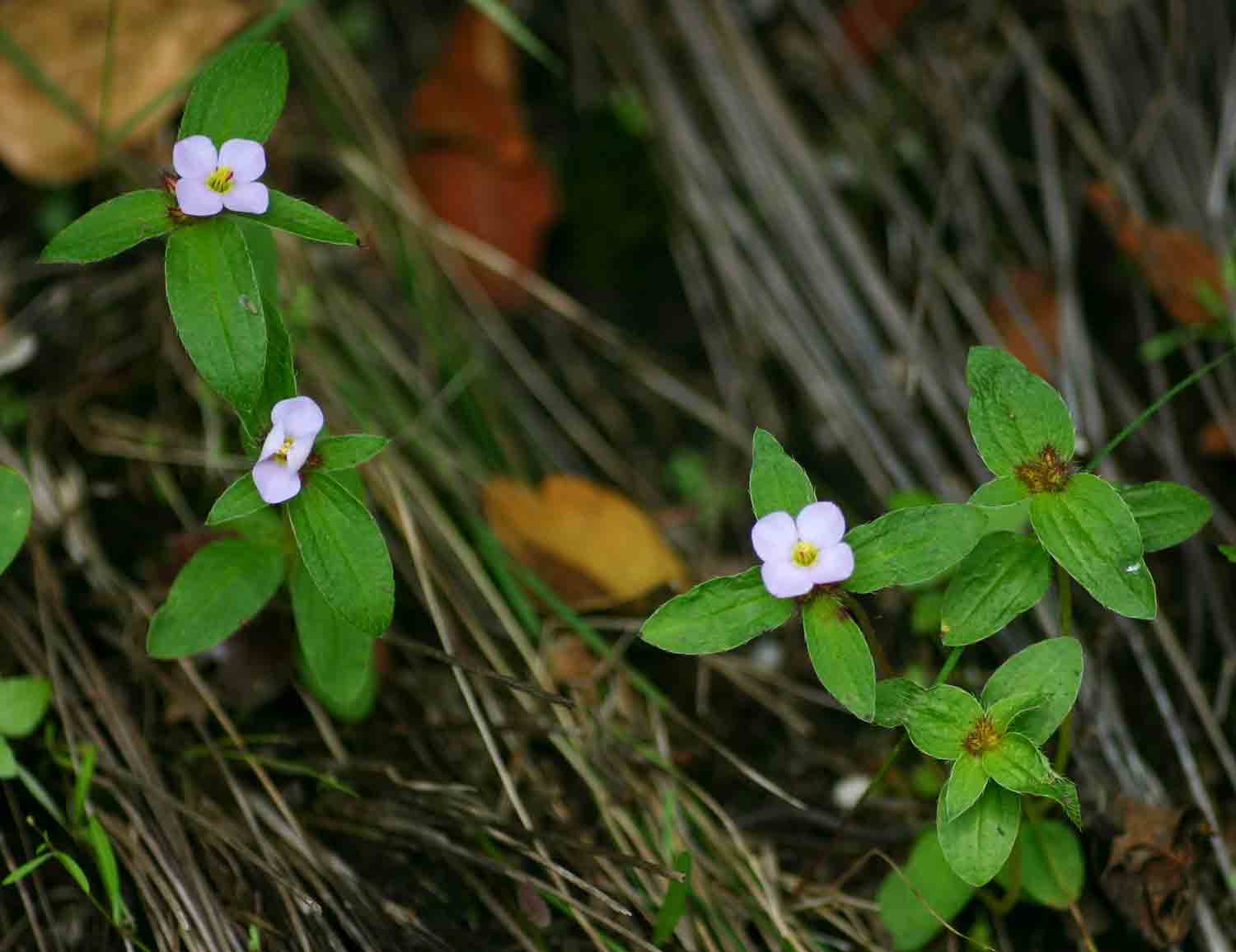 Antherotoma naudinii Antherotoma naudinii