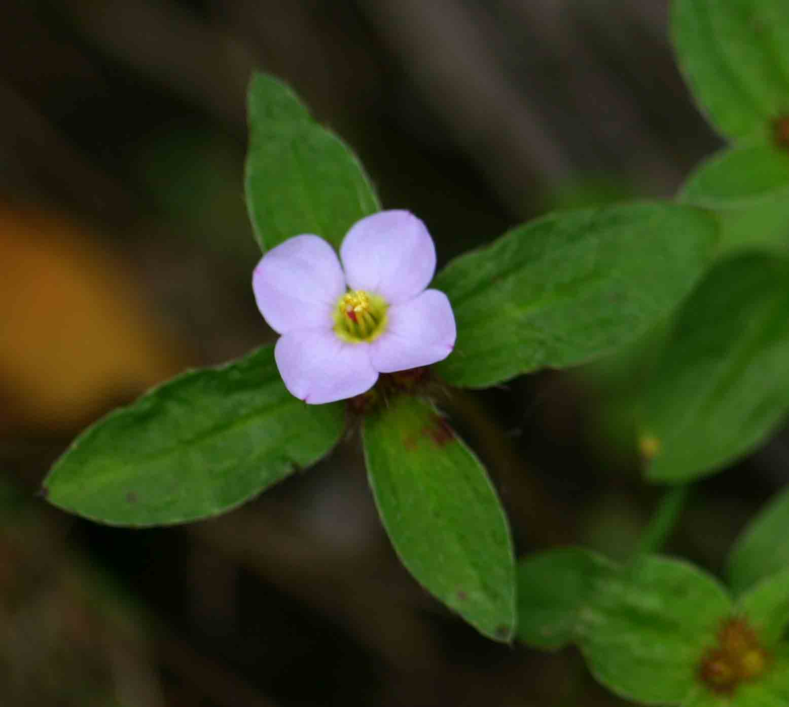 Antherotoma naudinii Antherotoma naudinii