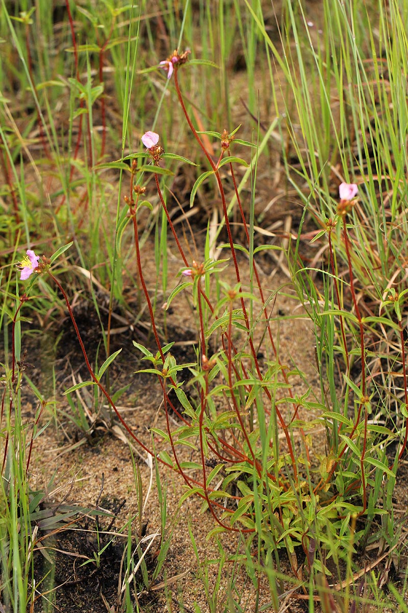 Antherotoma debilis