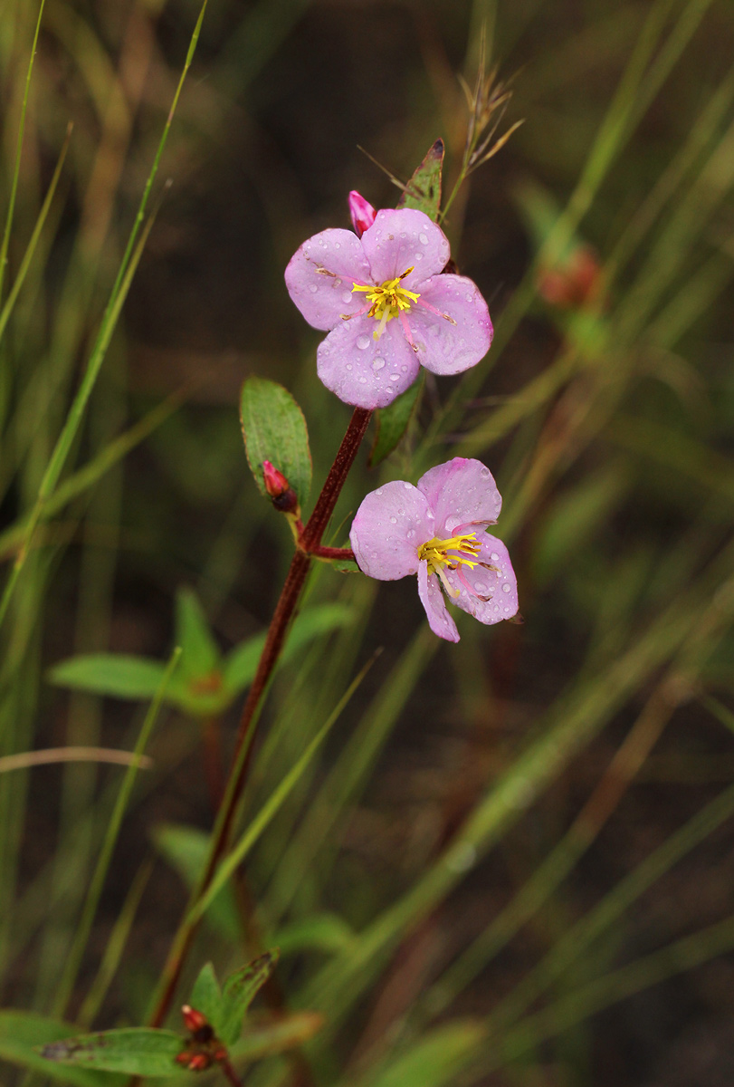 Antherotoma debilis Antherotoma debilis