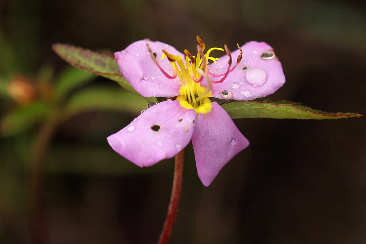 Antherotoma debilis Antherotoma debilis