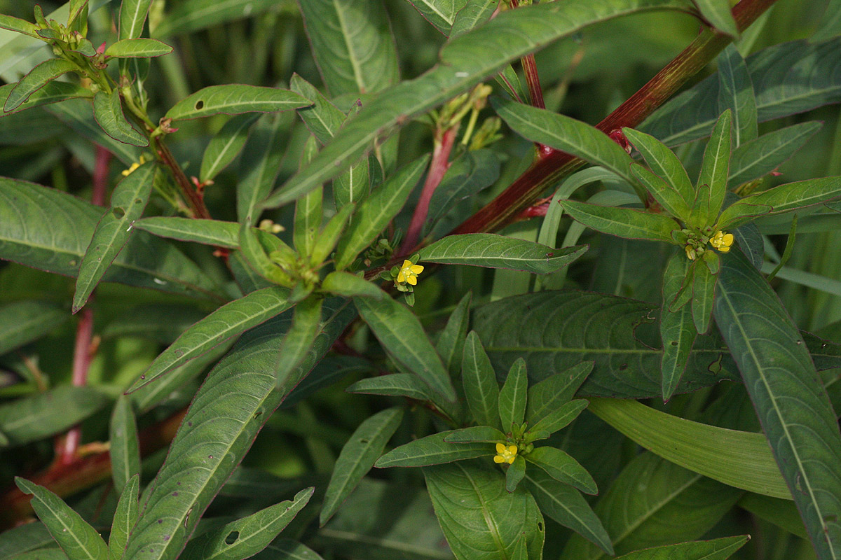 Ludwigia abyssinica