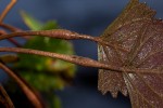 Trapa natans var. bispinosa