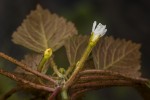 Trapa natans var. bispinosa