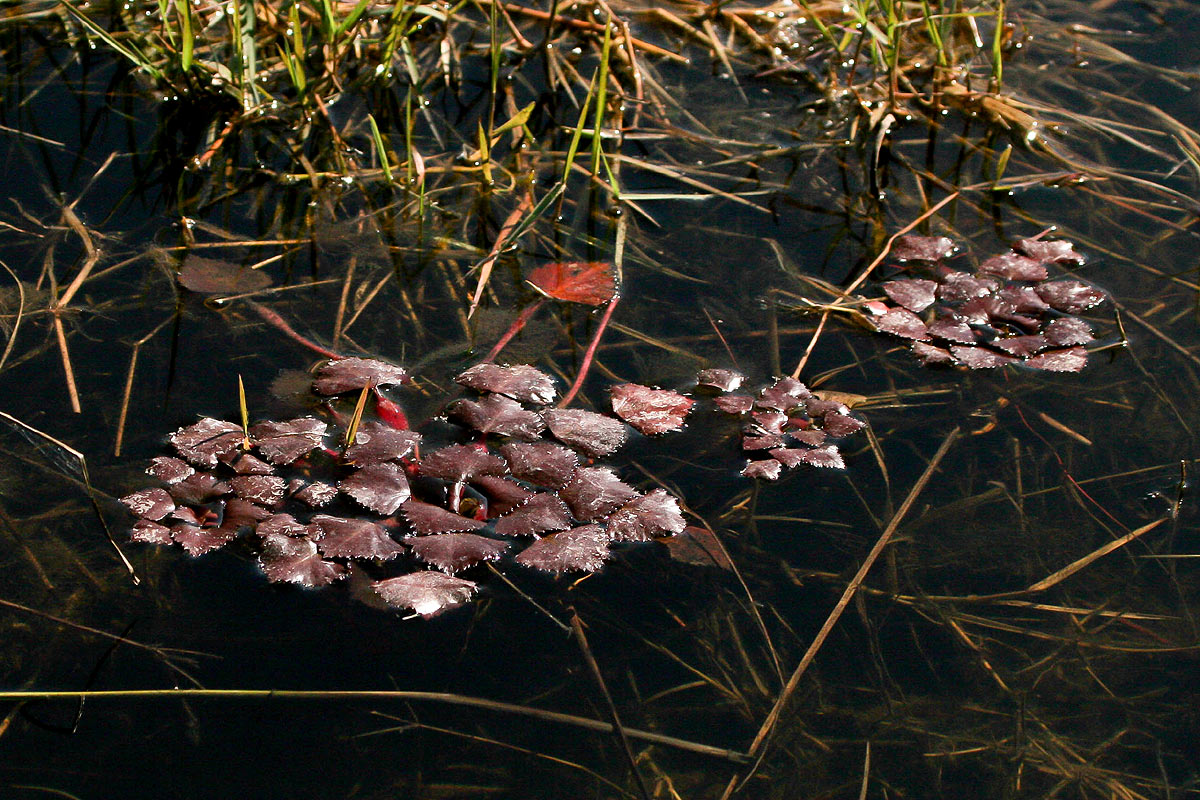 Trapa natans var. bispinosa Trapa natans var. bispinosa