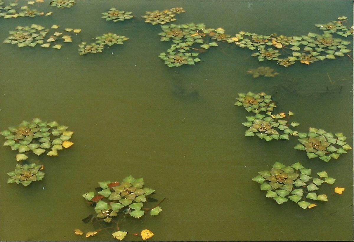 Trapa natans var. bispinosa Trapa natans var. bispinosa